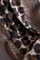 Spotted Leopard